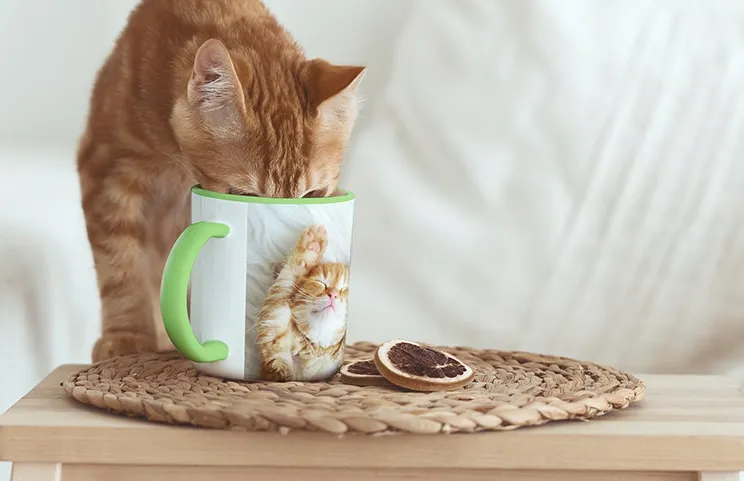 Katze trinkt aus personalisierter farbiger Fototasse mit Foto der Katze darauf
